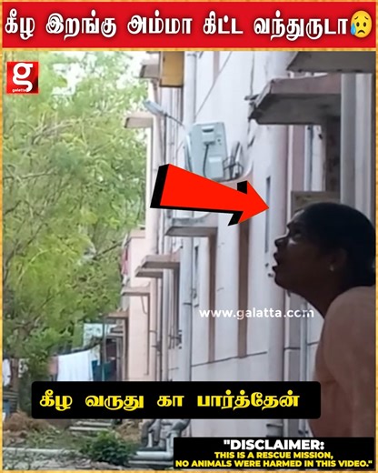 50 அடி உச்சியில் தவிதவித்த உயிர் .. காப்பாற்ற போராடிய தாய் பாசம் | Karur | Tree News | Rescue Video | Viral Video | #karur #treenews #rescuevideo #viralvideo | Galatta Media