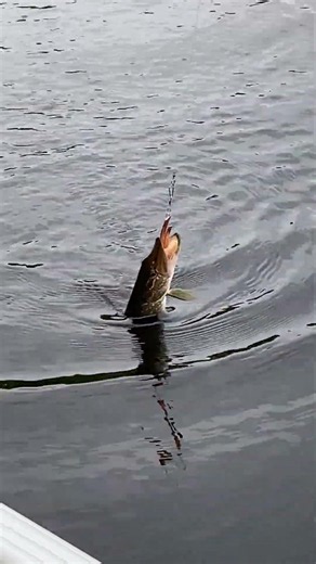 Testing WALMART'S Cheapest Rod Against a Northern Pike! 😲 #viral #fish #pike #pikefishing #shorts