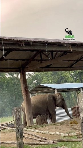 A day old baby elephant || Feeding mother milk || Elephant Breeding Center || Chitwan National Park