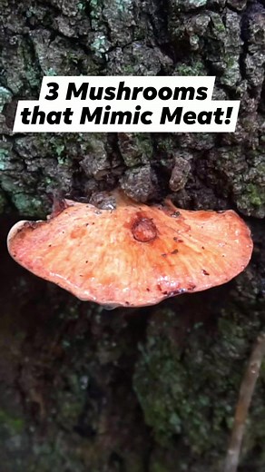 5.3M views · 137K reactions | 4 Wild Mushrooms that Mimic Meat! #foraging #mushrooms #bushcraft #fungi #chickenofthewoods #survival #wildfood | Son of a Bear Herbs | Facebook