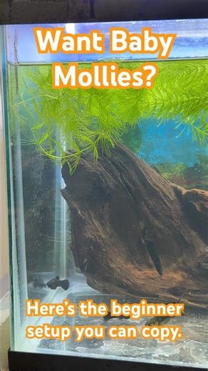 Breeding mollies doesn’t need to be complicated. 1 male, 3 females, plants and patience. #shorts