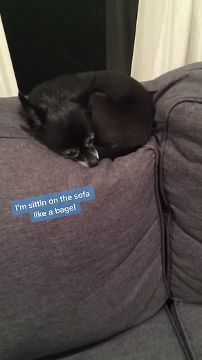 Puppy Band Serenades Mom - Heartwarming Musical Performance