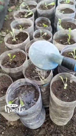 Aprende construir tu propia Huerta en Casa😍🏠 #huertoencasa #cultivo #casa