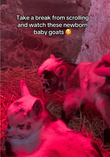 Take a minute to unwind and watch some baby goats 🧘‍♀️💗 #goats #takeabreak #stopscrolling #pygmygoats #drumshadepygmygoats