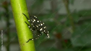 Macro close up of nymph stage spotted lanternfly invasive species of insect with black shell and white dots that originates in China and has spread in Korea, Japan and the United States