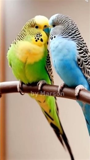 The Colorful World of Budgies: America’s Favorite Pet Parakeet! #birds