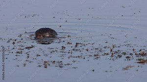 A young black-necked grebe swims and eats in the calm water on a summer sunny morning. Close-up portrait of young eared Grebe in the water. Black, grey, and white plumage.