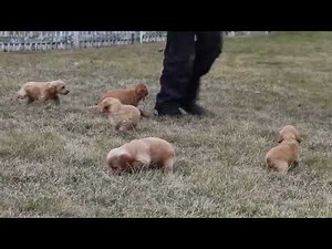 Cockapoo Puppies For Sale