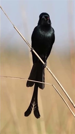 Unveiling the amazing intelligence and antics of the African Fork-tailed Drongo 🌳