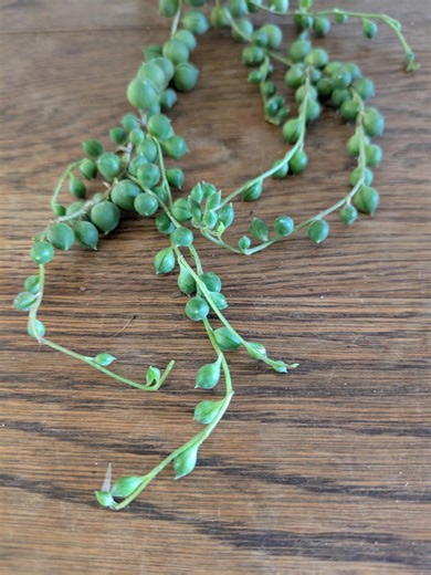 String of Pearls, Root to Order/unrooted Cuttings, Succulent, Trailing Houseplant, Low Maintenance. - Etsy UK