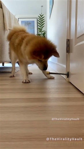 Dogs New Favorite Toy