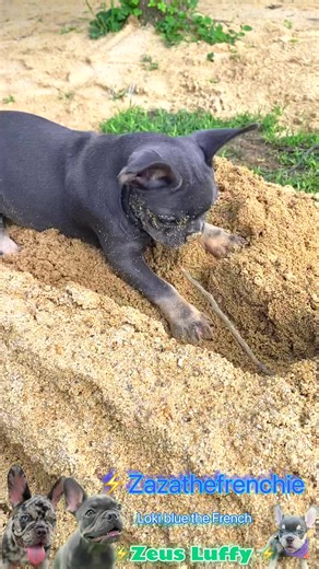 393K views · 4K reactions | Watch this little French Bulldog puppy go...