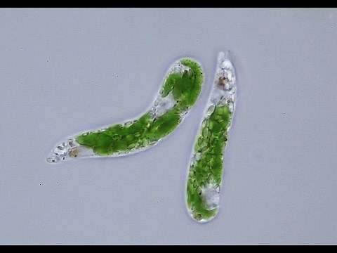Euglena