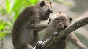 Female Macaque Grooming Male and Removing Lice Before Mating At Mangrove Background - Close Up