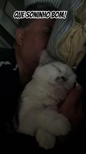 # gatinho, muito fofinho, dormindo todo gostosinho com seu amiguinho. parece que os