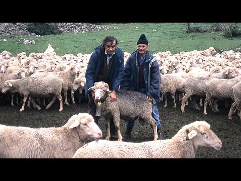 Transhumant shepherds. His last trip and the history of 35 years of sheep transhumance