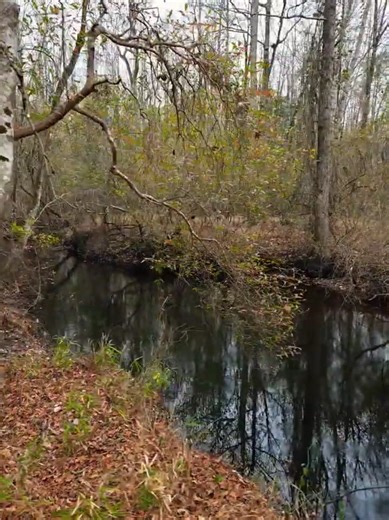 The Lizard Man of Scape Ore Swamp Bishopville SC #Bishopville #SouthCarolina #History #LizardMan #ScapeOreSwamp