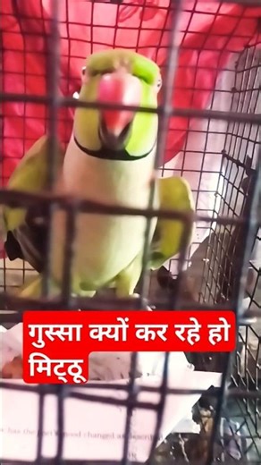 #viral Mitthu why are you getting angry 🦜🦜😨😨😨