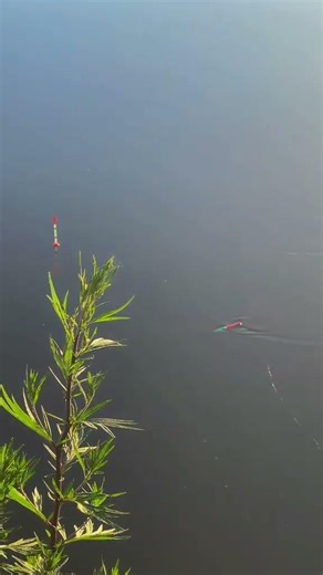 рыбалка на поплавок