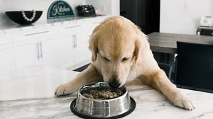 Premium dog food made simple -- skip the trip to the pet store. Pre-portioned animal nutritionist-formulated meals delivered straight to your door in our sustainable packaging. Your dog's food is made using ingredients from local farms, and it's delivered within a few days of being prepared, so you know it’s fresh. It’s never been easier to feed your dog a healthy diet. | Spot and Tango