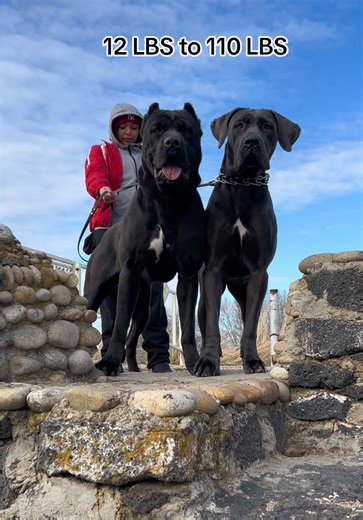 Cane Corso Care: From Puppy to Adult Size