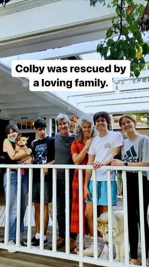 Everyone, meet Colby! 🐶 Thanks to Derrick, Colby now has a brand new "leash" on life! 🐾🙃 #WizardofPawsTV #WizardofPaws #BYUtv #dogoftheday #uplifting #inspiring | The Wizard of Paws