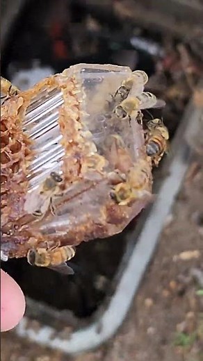 how to find and catch the queen bee.