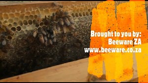 Our best selling beekeeping course is back! Full day of beginner beekeeping training with theory in the morning followed by lunch and then a practical demo with everyone getting to experience a live working bee hive inspection! This is our BEST SELLING COURSE! Hurry! Reserve your seats TODAY! http://bit.ly/beecourses | Bee WARE