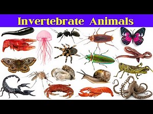 Invertebrates | 100 Invertebrates Animals Name | Invertebrate Animals