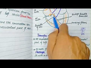 Development of Conduction System of heart | CVS EMBRYOLOGY
