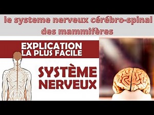 Partie 2 : Organisation du système nerveux cérébro-spinal des mammifères
