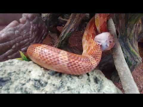 Corn Snake Swallows Mouse Alive Feet First