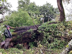 VIDEO. Alloue: le chêne mort de 400 ans doit-il être découpé?