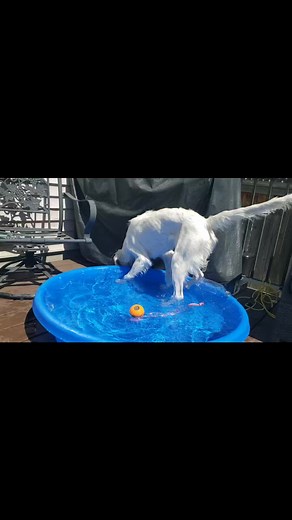Oakley, the puppy English Setter playing in his pool. | Christine Seyforth Larmand