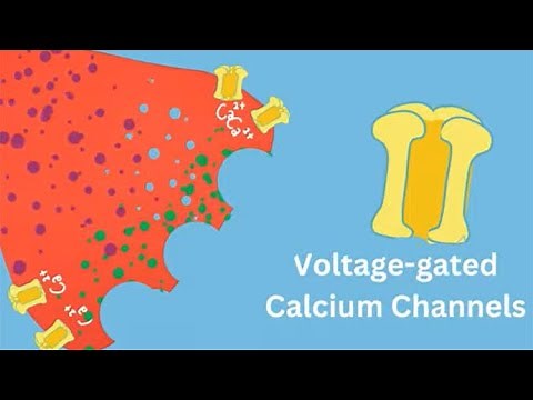 Calcium’s Vital Role in Neurotransmission