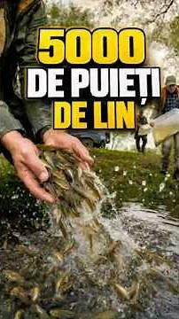 5.000 de puieți de lin (Tinca tinca) eliberați în apele noastre🐟