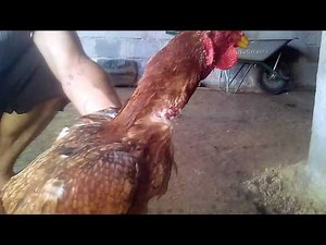 Images de coq de combats