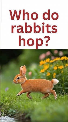 Why do rabbits hop? #questionskidsask #funscienceforkids