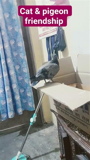 Cat & Pigeon Friendship #viral #cat #catfunny #cute #catvideos #felinefan#yourcat