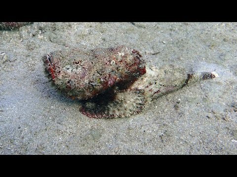 Scorpionfish walking