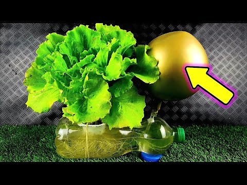 Grow lettuce at home non-stop – Amazing idea – Infinite hydroponic lettuce
