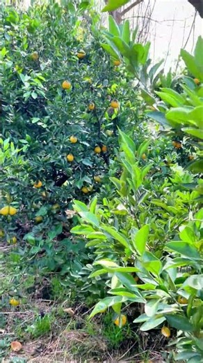 How sweet can homegrown oranges get? This harvest is so refreshing! 🍊