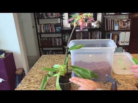 Treating New Orchids Before Conversion: Semi-Hydroponics