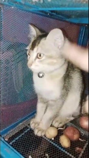 playing cat🐈🐈 #shorts #cat #Animal #youtubeshorts #ytshorts #viral