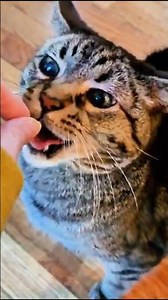 Easy Immune Support for Cats #cat #petcaretips #cathealth #pets #catmom