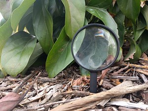 Reading avocado leaves - Greg Alder's Yard Posts: Southern California food gardening