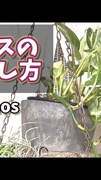 [Vertical Video] Easy! How to Propagate Pothos #Houseplants #Pothos #plants #houseplants