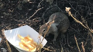 Squirrel Fry Feast, Big Sur, California, USA - 11 Aug 2018