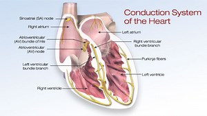 12-Lead Electrocardiogram (ECG) — SozoCardiology - Dr Ooi Yau Wei Interventional Cardiologist