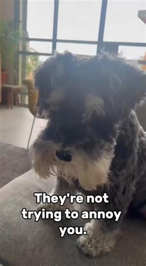 Why Schnauzers Bark So Much 🐶